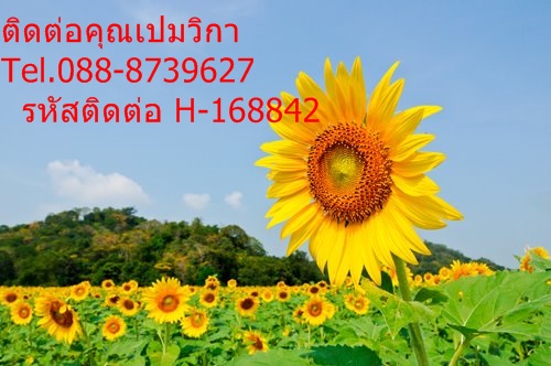 ลงประกาศฟรี ลงประกาศ  เพิ่มเว็บ  โฆษณาฟรี  ประกาศซื้อขายฟรีี  โปรโมทเว็บ ลงโฆษณาฟรี โปรโมทเว็บฟรี ประกาศซื้อขาย เพิ่มเว็บฟรี