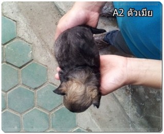 ชิวาว่า