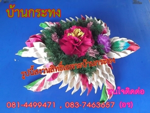 เต่า ตะพาบ