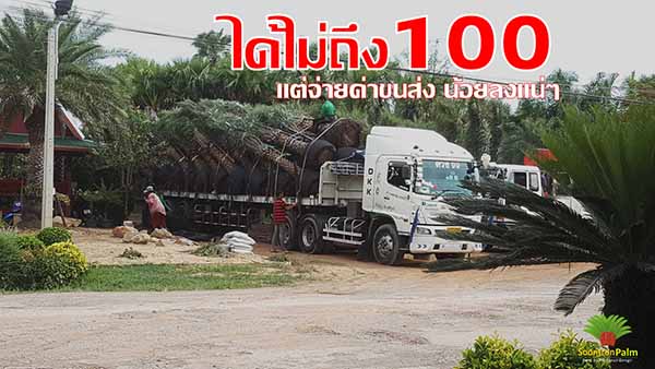 ลงประกาศฟรี ลงประกาศ  เพิ่มเว็บ  โฆษณาฟรี  ประกาศซื้อขายฟรีี  โปรโมทเว็บ ลงโฆษณาฟรี โปรโมทเว็บฟรี ประกาศซื้อขาย เพิ่มเว็บฟรี