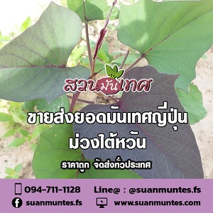 ลงประกาศฟรี ลงประกาศ  เพิ่มเว็บ  โฆษณาฟรี  ประกาศซื้อขายฟรีี  โปรโมทเว็บ ลงโฆษณาฟรี โปรโมทเว็บฟรี ประกาศซื้อขาย เพิ่มเว็บฟรี