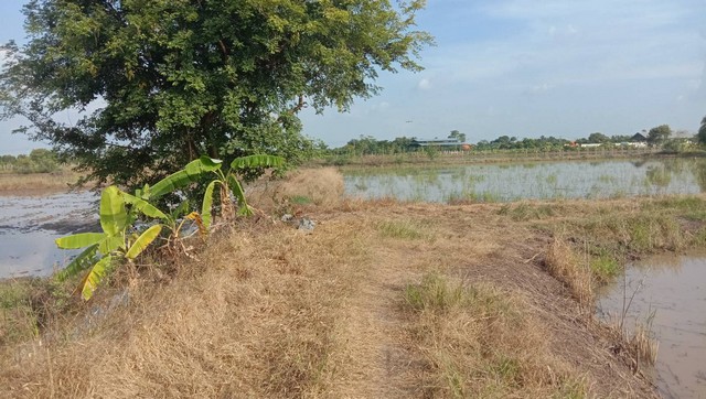ที่ดิน ต.บ่อเงิน อ.ลาดหลุมแก้ว