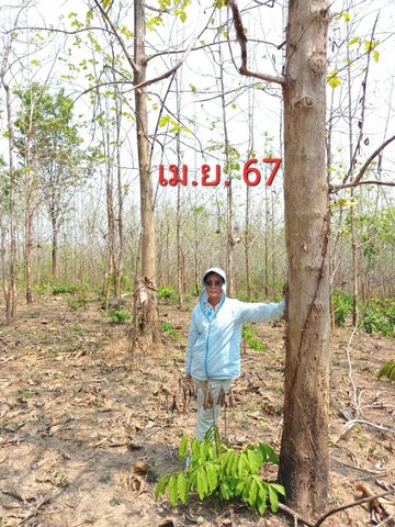 ที่ดิน
