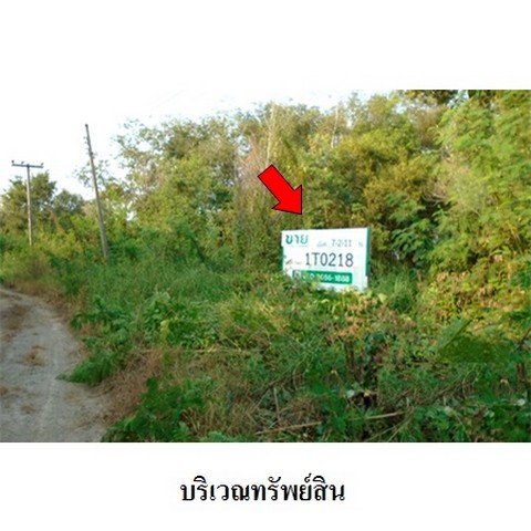 ที่ดิน